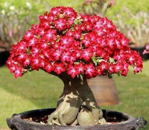 bonsai-desert-rose-adenium