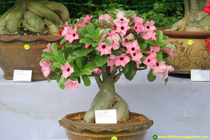 bonsai-desert-rose-adenium